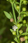 Licorice weed